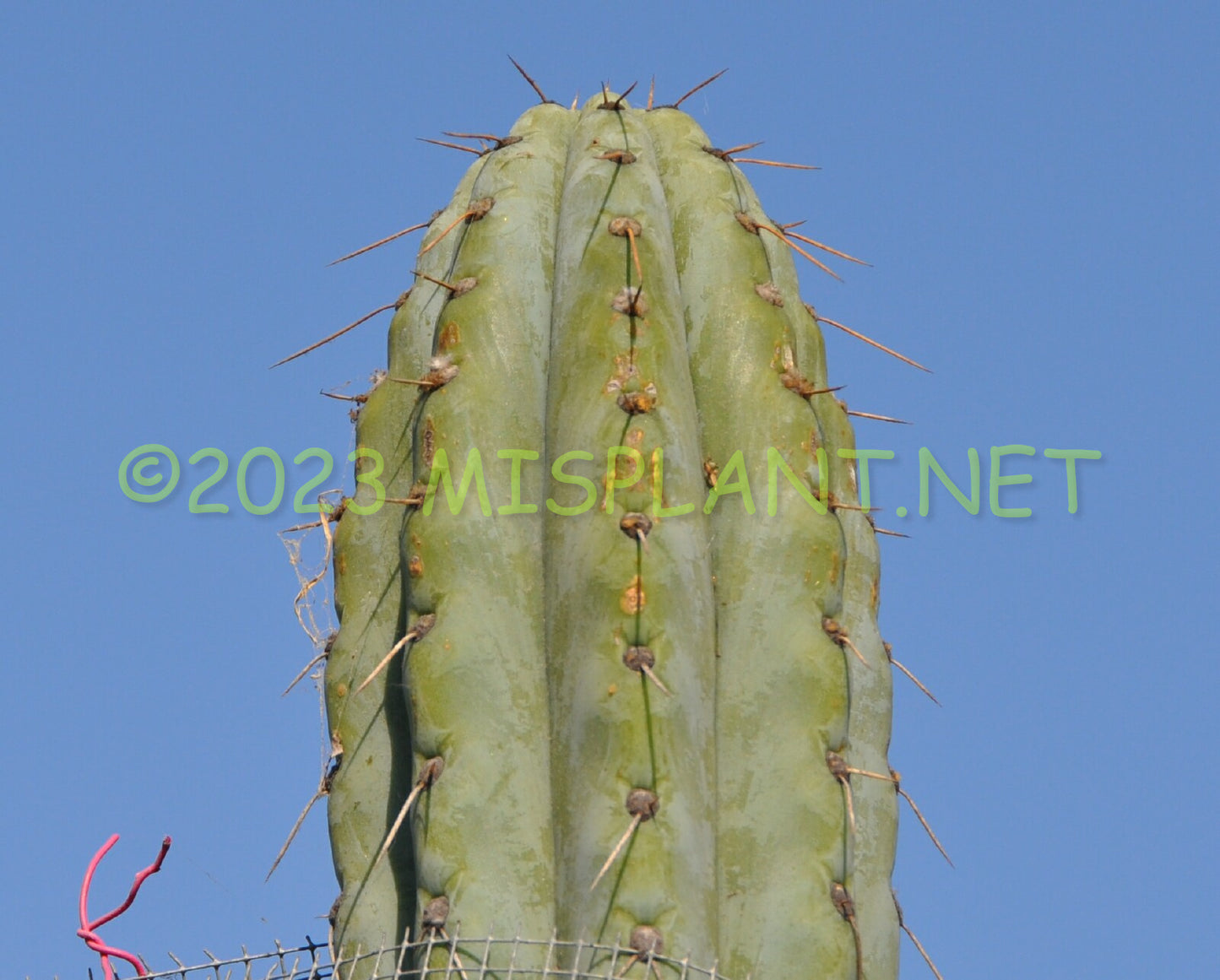 T. scopulicola 'Dr Greenthumb' x peruvianus 'Big Blue'