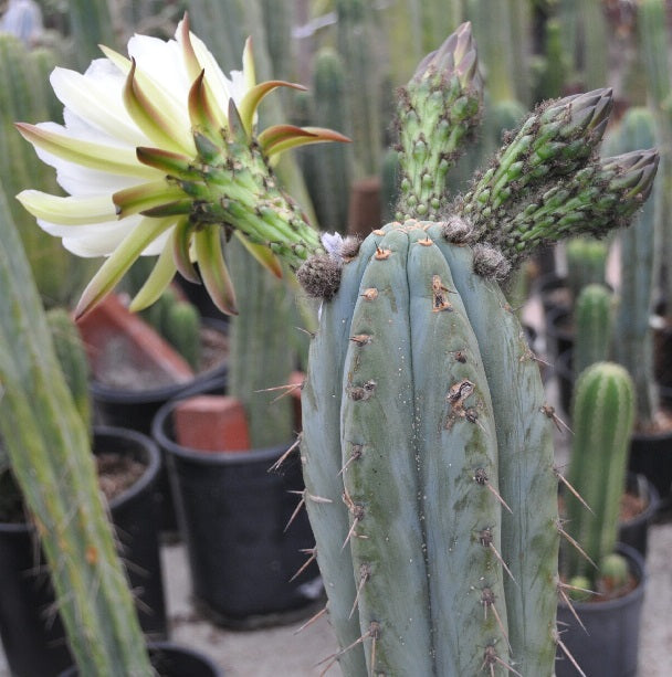 T. scopulicola 'Dr Greenthumb' x peruvianus 'Peru Blue3'