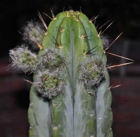 T. bridgesii 'Eileen' x bridgesii 'Big Bertha'