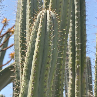 T. peruvianus 'Rodni' OP