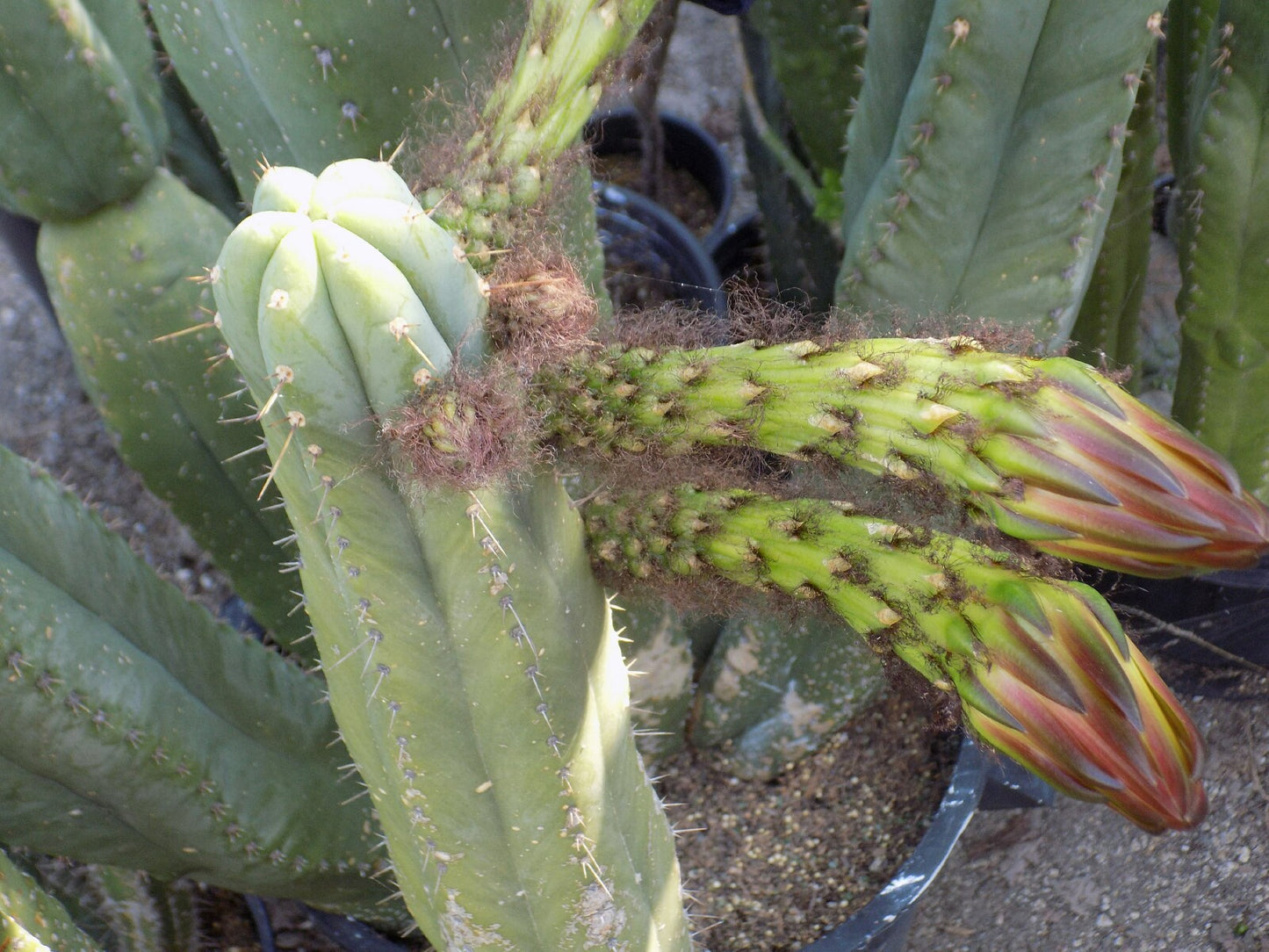 T. peruvianus 'Peru Fastest' x pachanoi 'Hutchison 1597 BBG 57.0884'