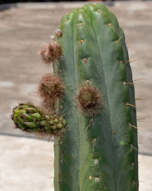 T. pachanoi 'Torres y Torres' x pachanoi 'Yowie'