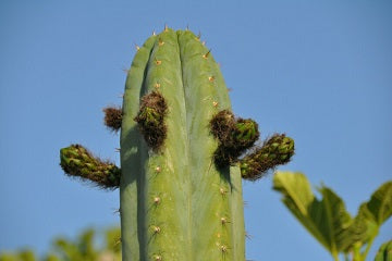 T. pachanoi 'Kimnach' x pachanoi 'TPQC'