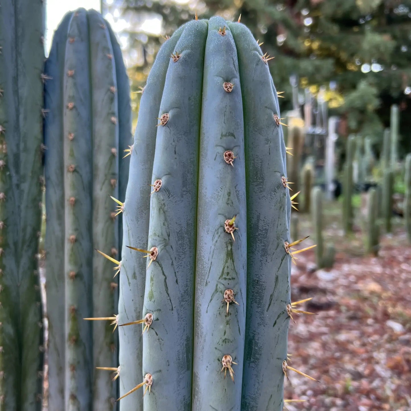 T. pachanoi 'Dave Turner' x pachanoi 'JS444' seedlings