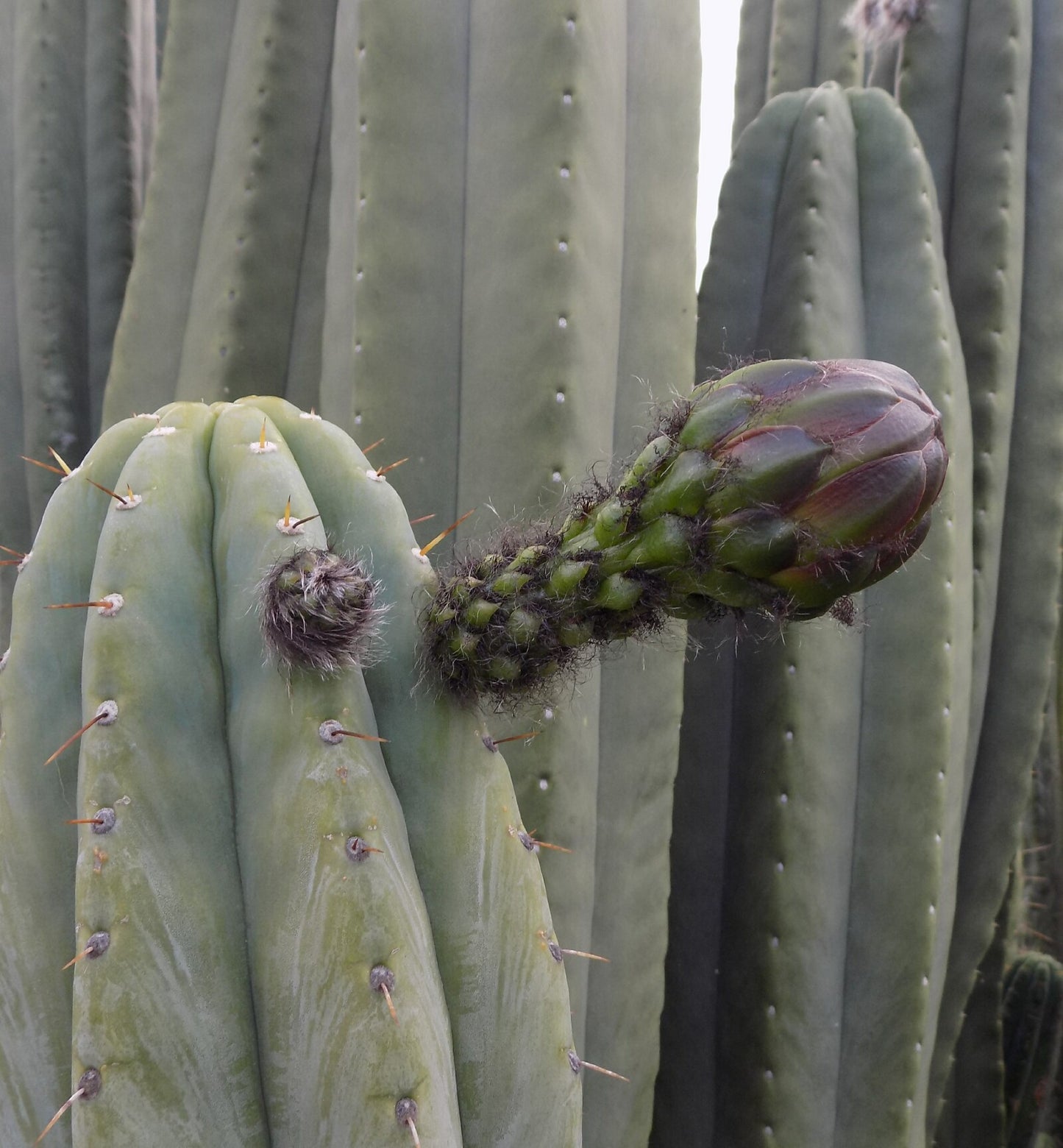 (T. bridgesii 'SS02' x peruvianus 'SS01') x 'Malo 8'