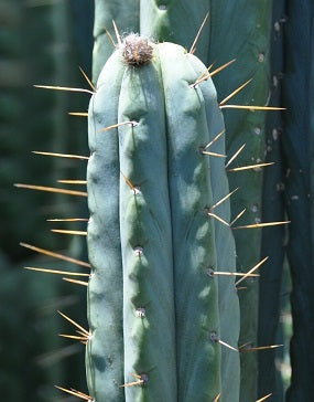 T. bridgesii 'KGC' x 'Malo 2'