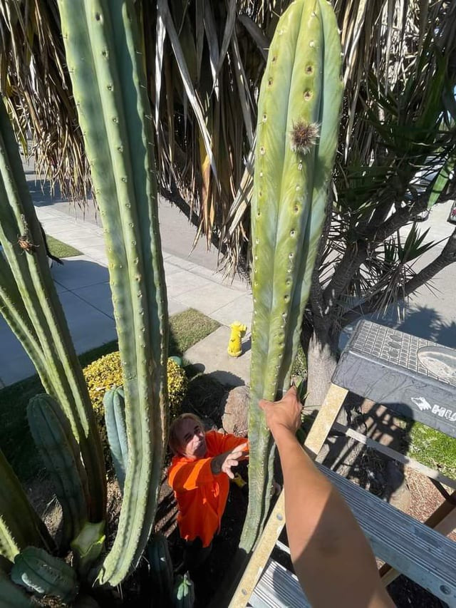 T. pachanoi 'PC' x huanucoensis 'Boss'