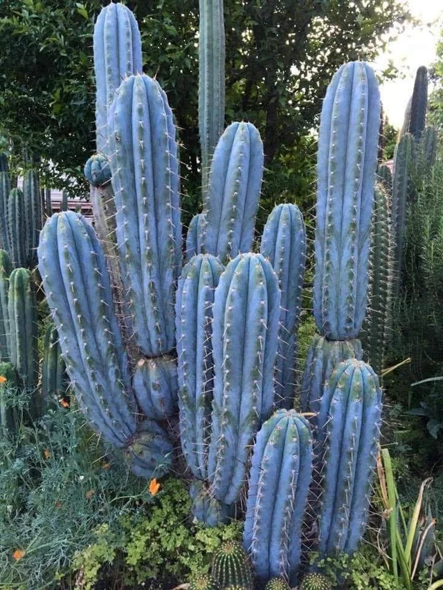 T. pachanoi 'PC' x peruvianus 'BBG48.1540'