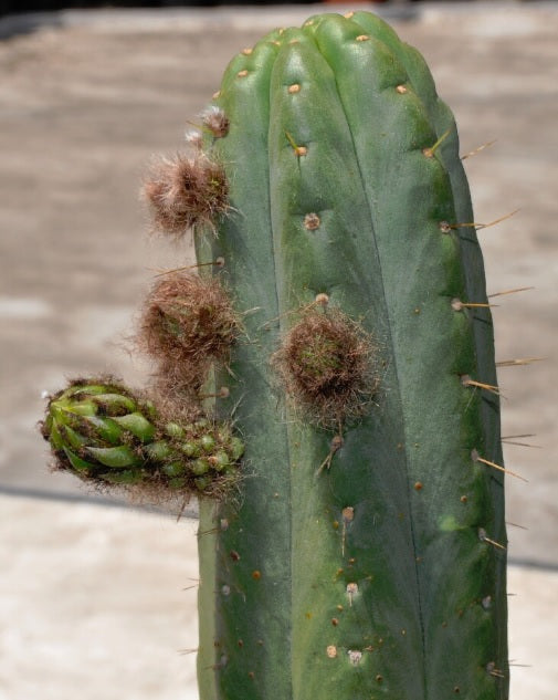T. pachanoi 'Yowie' x bridgesii 'Eileen'