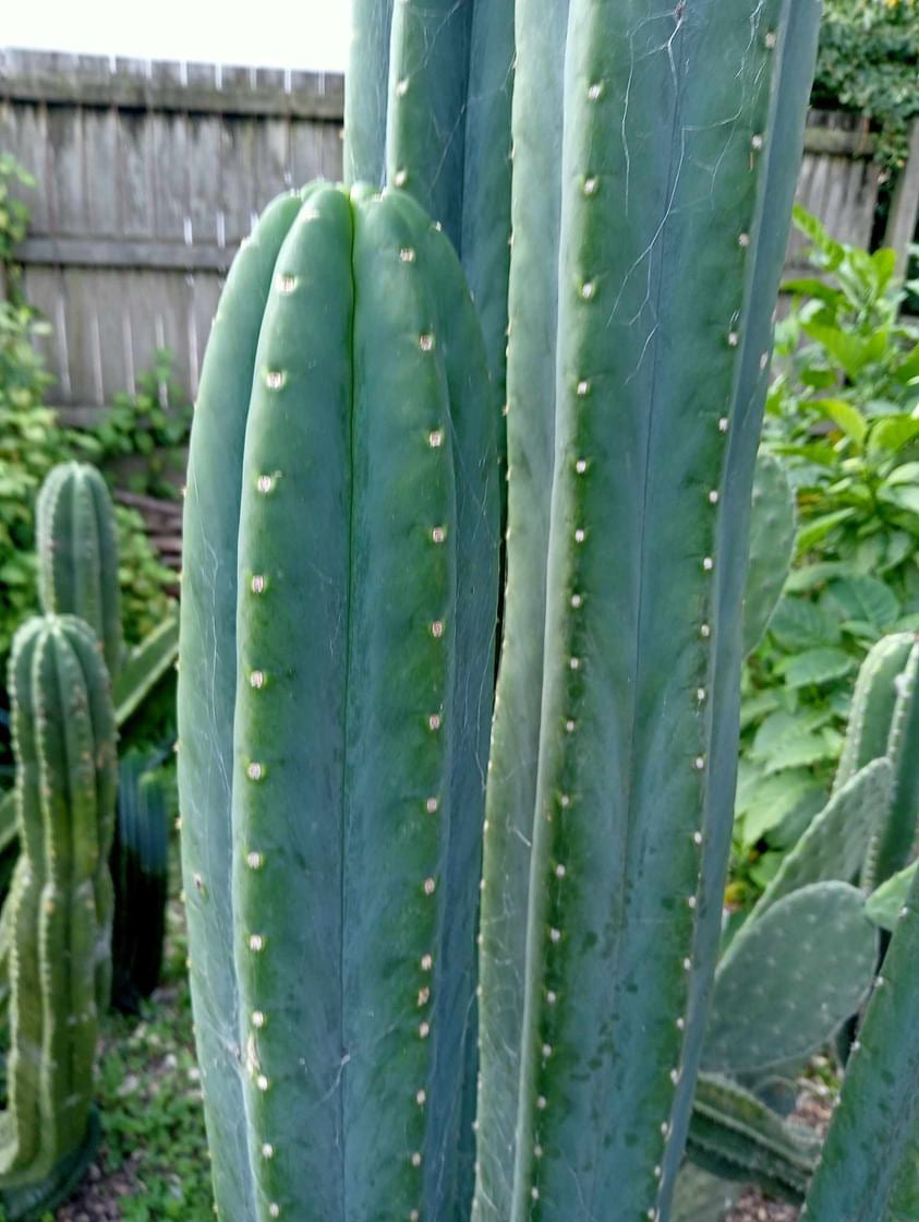 T. scopulicola x pachanoi 'Coromandel Cacti'