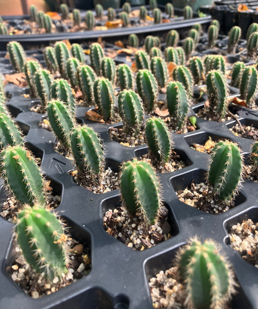 T. pachanoi 'Rolleston 2' x 'Time Warp' seedlings