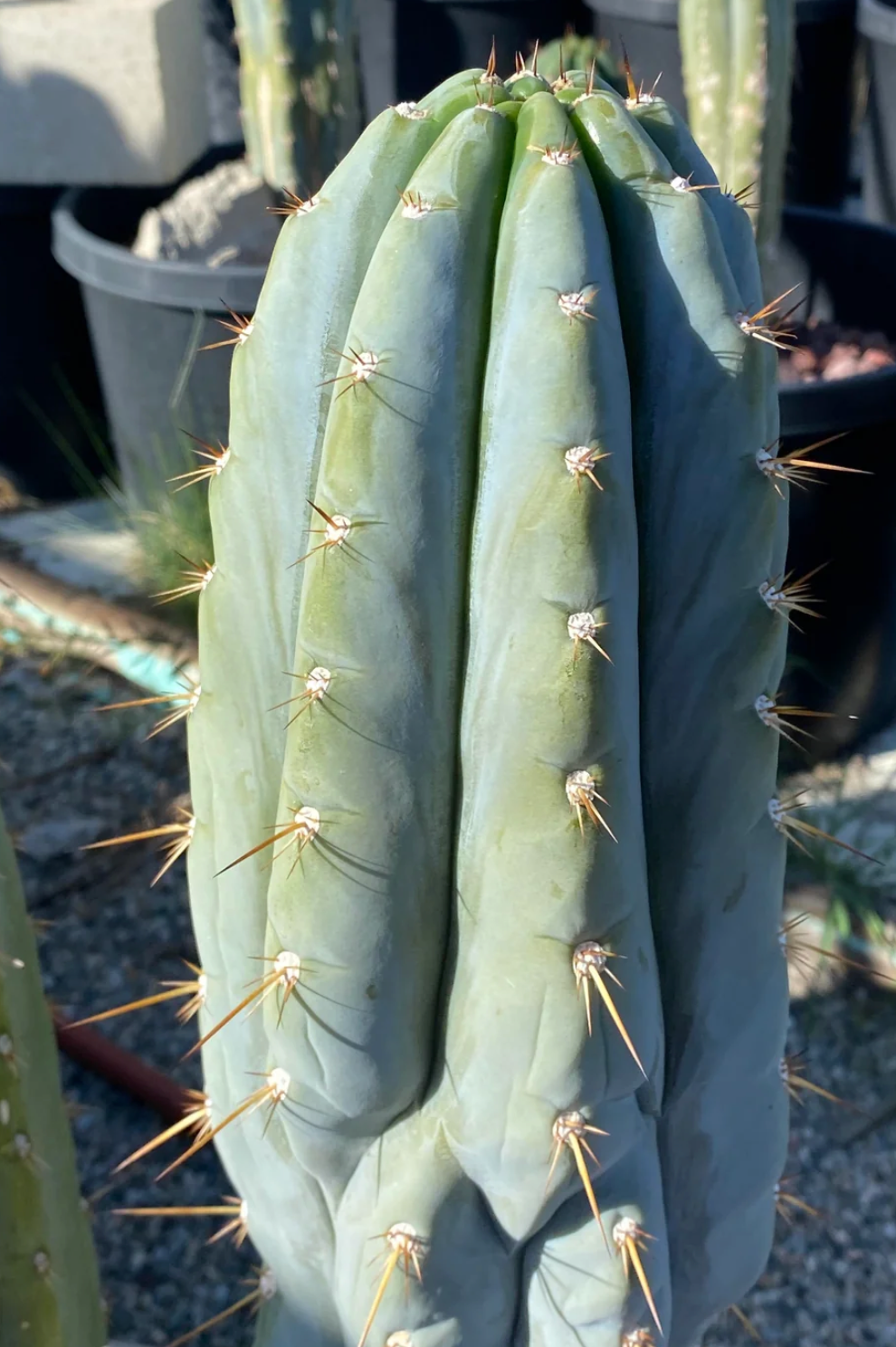 T. peruvianus 'Althea' x 'LEN'