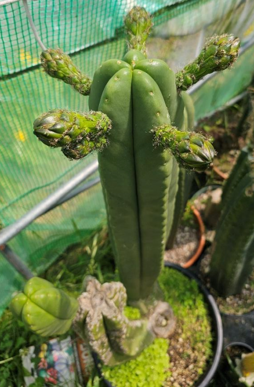 T. pachanoi 'Tilford' x scopulicola 'Lyttelton'