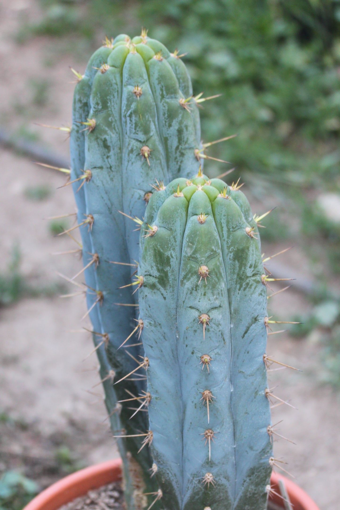 T. BK09511.7 x peruvianus 'NFA'