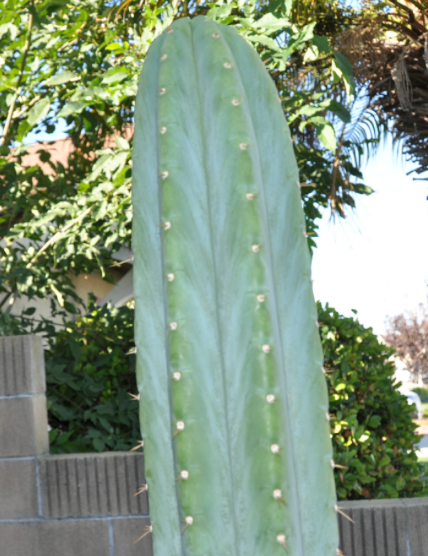 (T. bridgesii 'SS02' x peruvianus 'SS01') x peruvianus 'Peru Fastest'