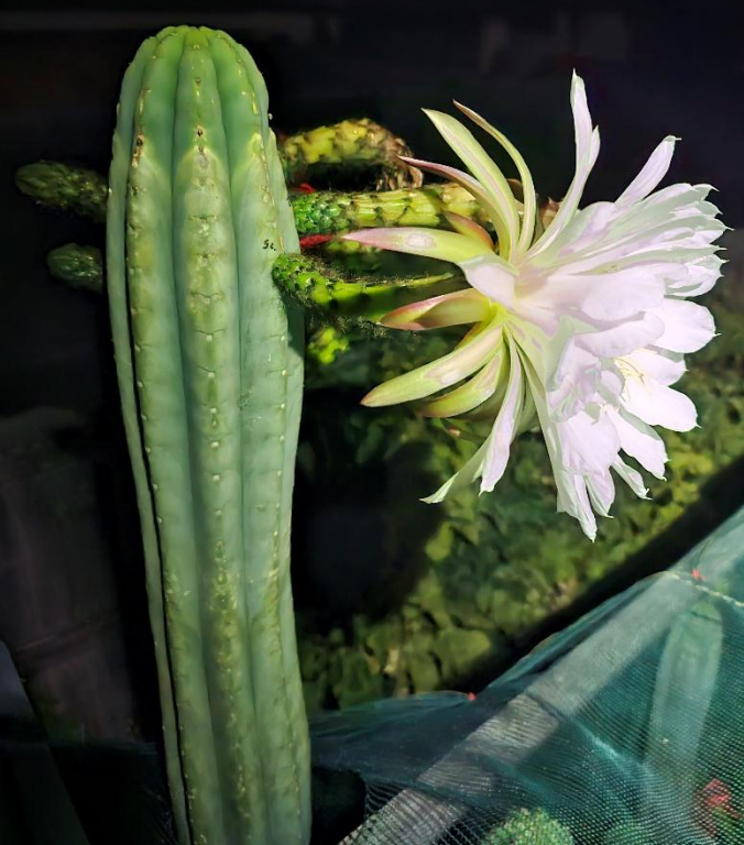 T. pachanoi 'Rolleston 2' x scopulicola 'Lyttelton'