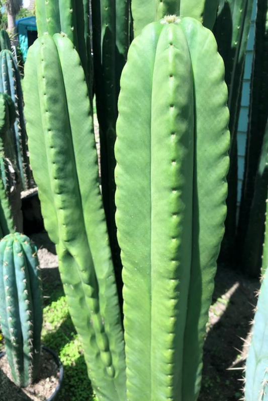 T. scopulicola 'Crocker' x scopulicola 'Lyttelton'