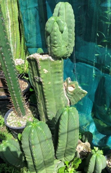 T. scopulicola Crocker x scopulicola Spud New Zealand import