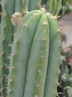 T. pachanoi 'Yowie' x ('Super Pedro x J3')