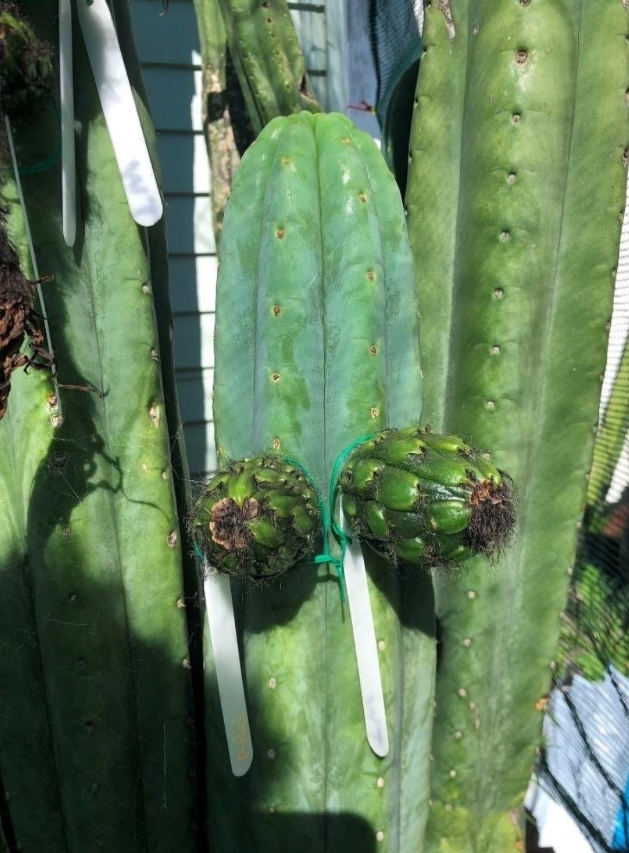 T. pachanoi x scopulicola seed combo pack