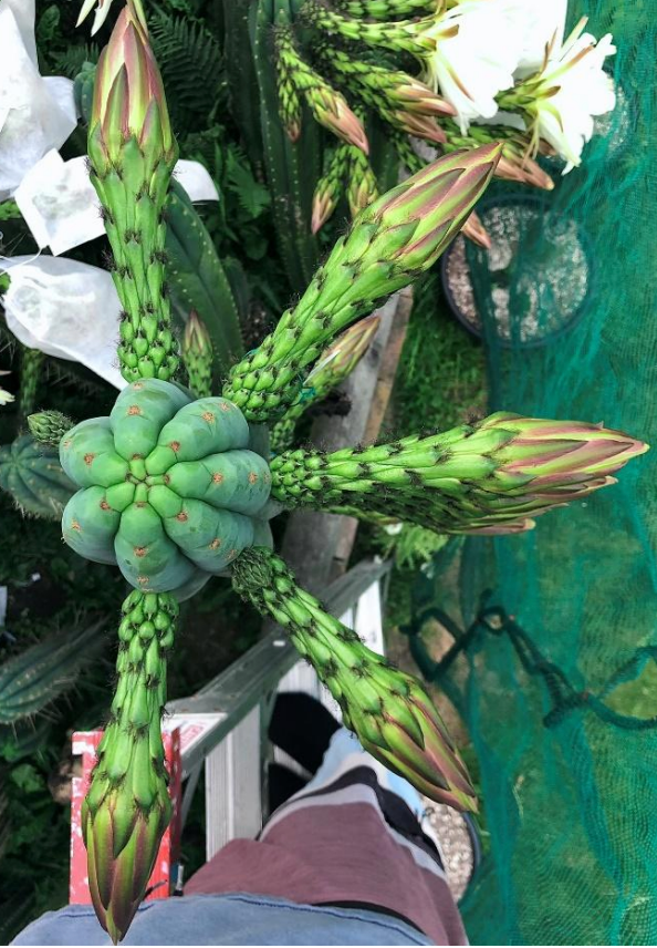 T. pachanoi 'Time Warp' x scopulicola 'Lyttelton'