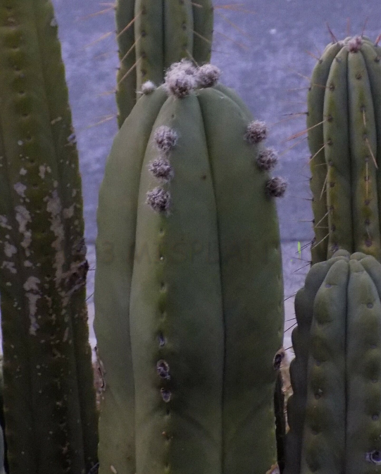 T. bridgesii 'SS02' x scopulicola 'MP Scop'