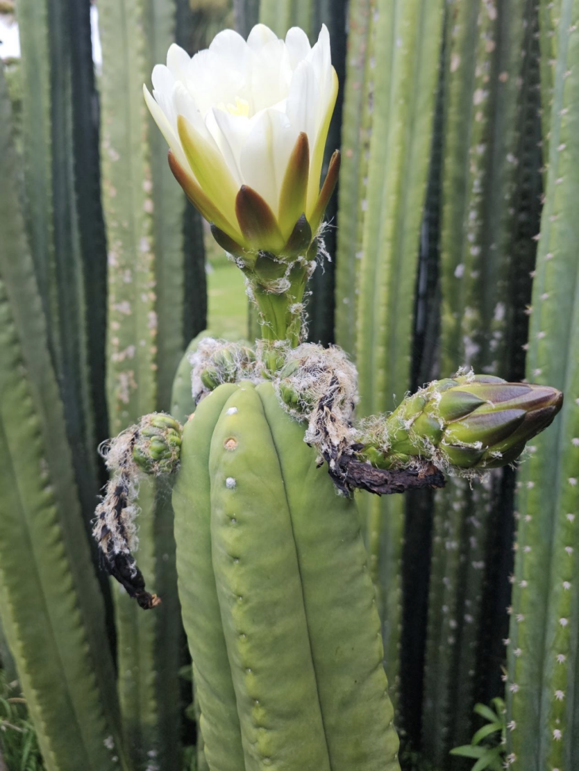 T. scopulicola 'Crocker' x scopulicola 'Sky'