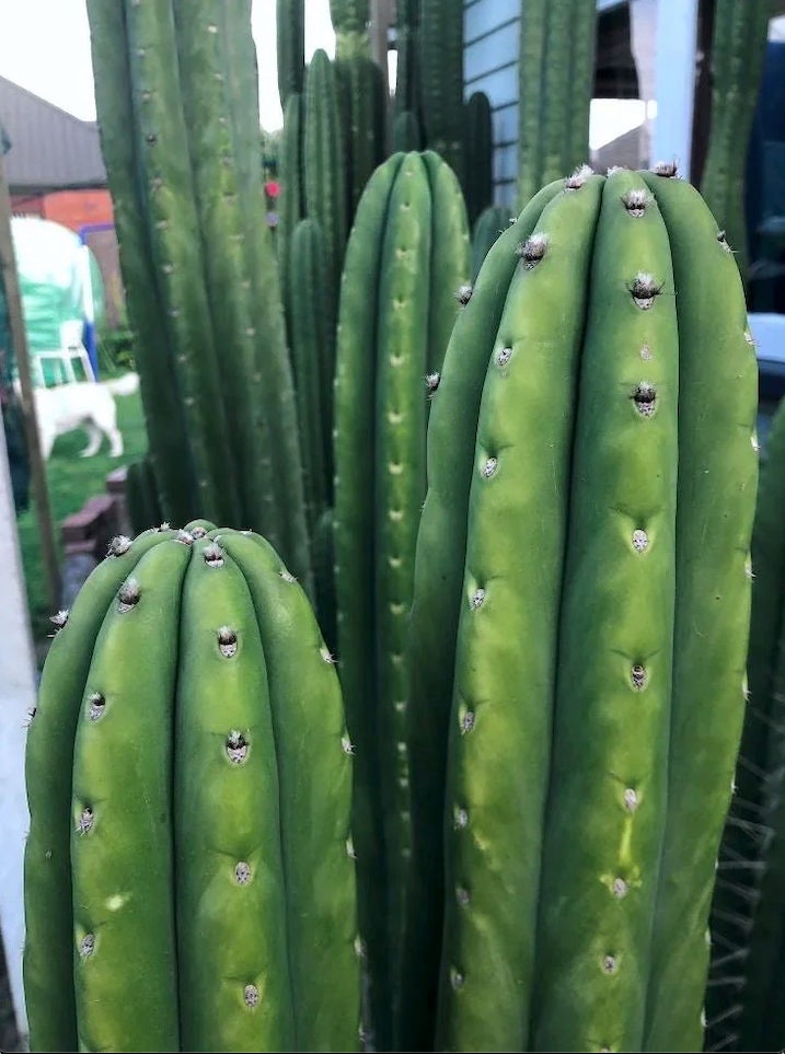 T. pach Addington x pach Time Warp seeds New Zealand import worldwide tracked shipping ornamental cactus