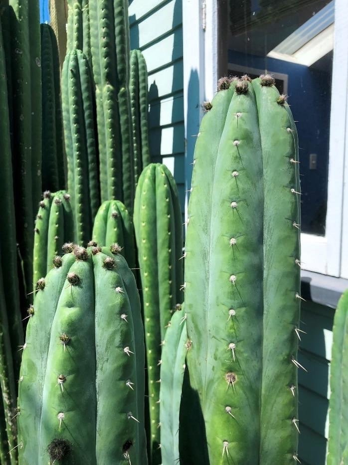 T. pach Stu x pach Rolleston 2 seeds New Zealand import worldwide tracked shipping ornamental cactus