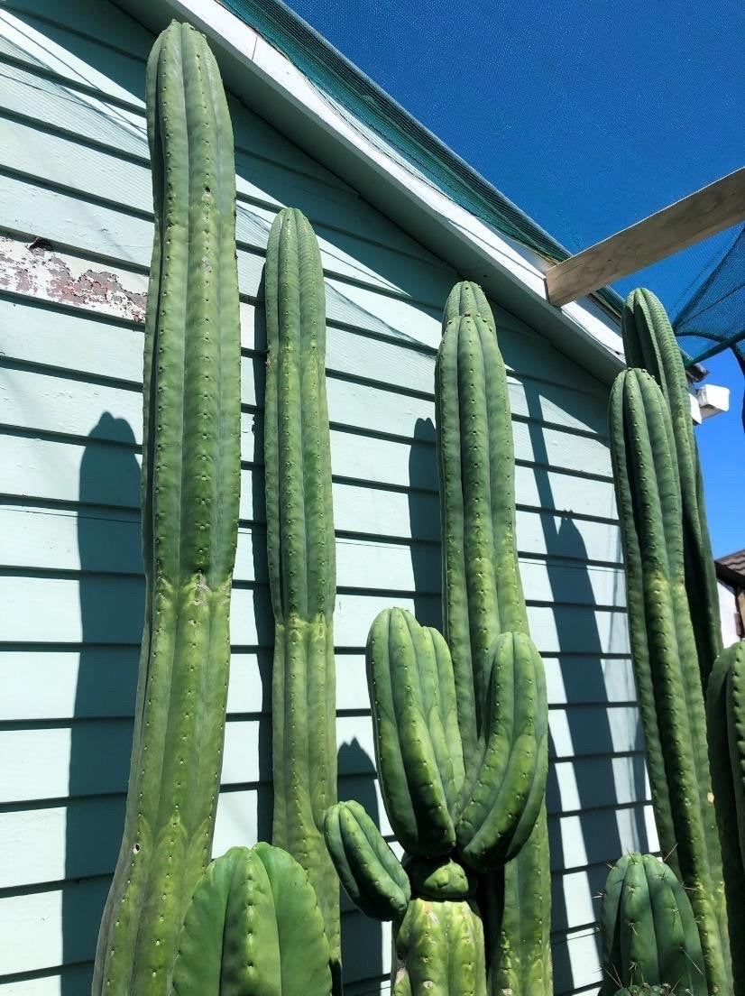 T. pach Stu x pach Rolleston 2 seeds New Zealand import worldwide tracked shipping ornamental cactus