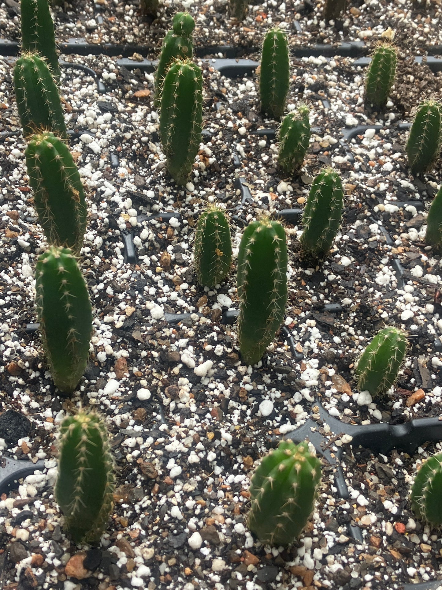 T. pachanoi 'Torres y Torres' x 'Malo 4' seedlings