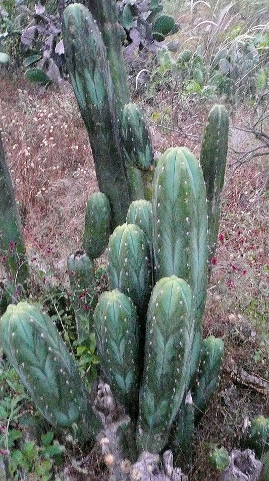 T. BK09511.7 x peruvianus 'LEN'