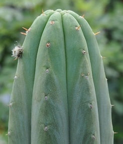 T. pachanoi 'Jessica' OP