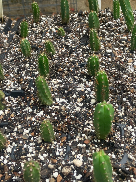 T. bridgesii 'SS02' OP seedlings