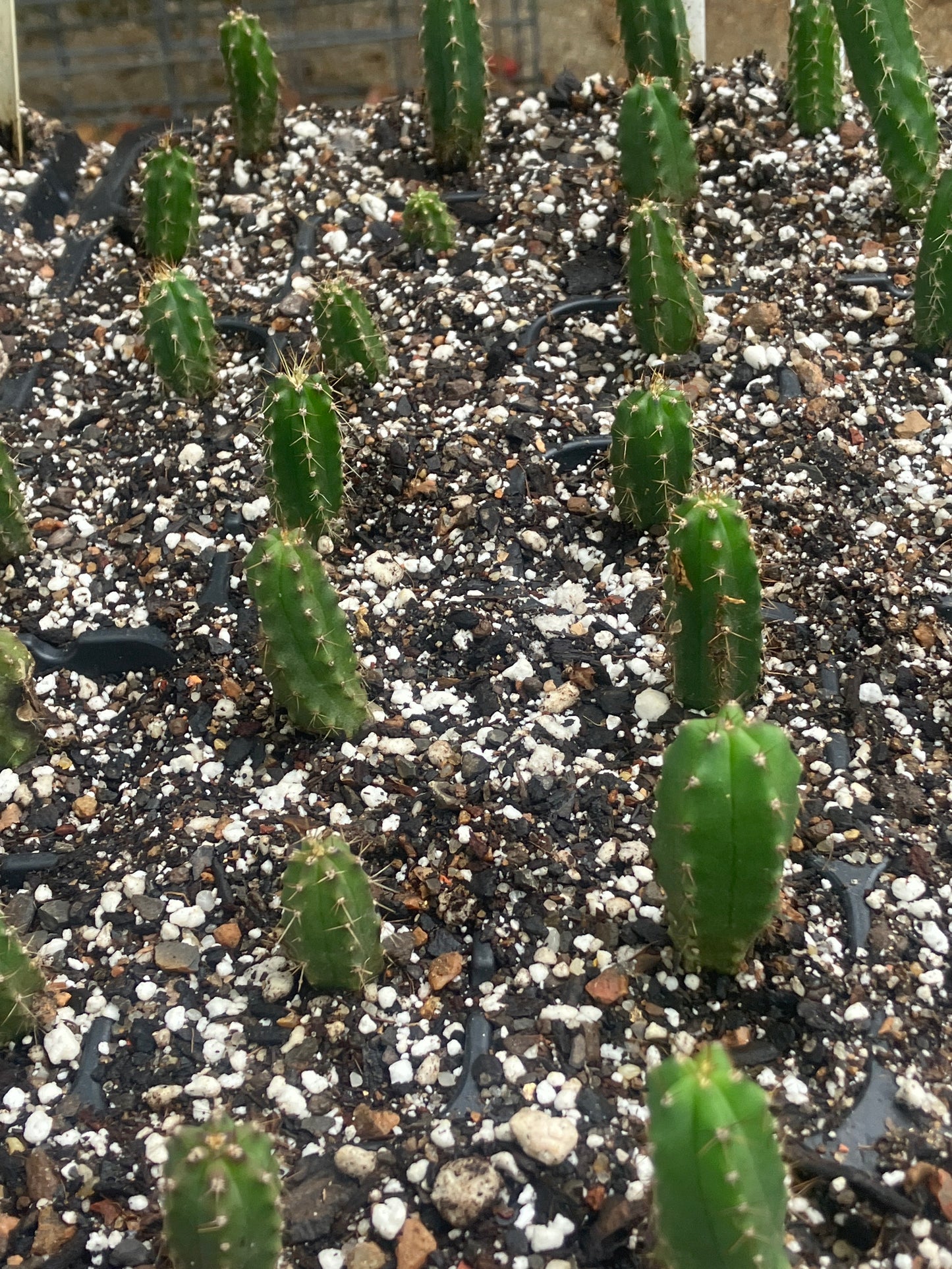 T. bridgesii 'SS02' OP