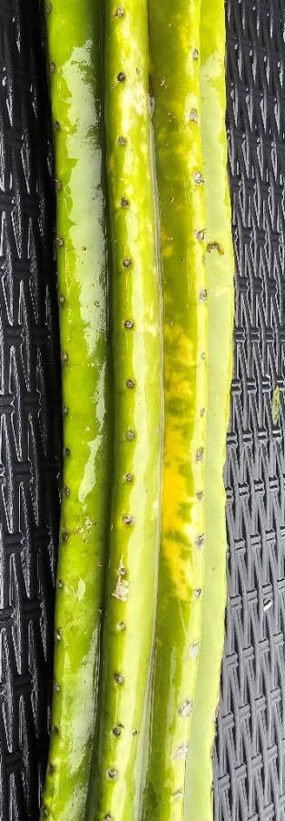 T. pachanoi 'Ballymena' x pachanoi 'Fat Pach'