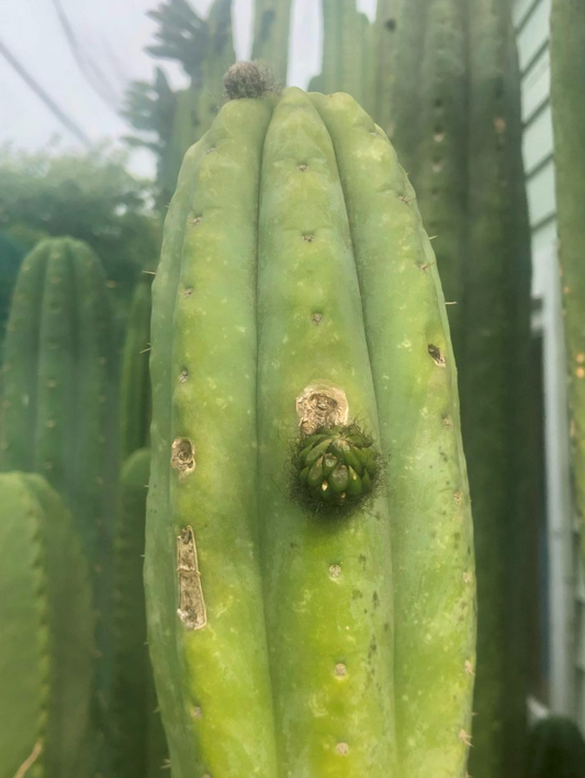 T. pachanoi 'Bronny 2' x pachanoi 'Rolleston 2'