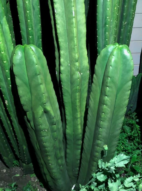 T. pachanoi 'Time Warp' x scopulicola 'Crocker'