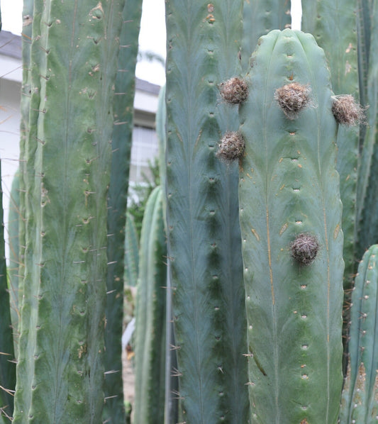 T. bridgesii 'SS02' OP