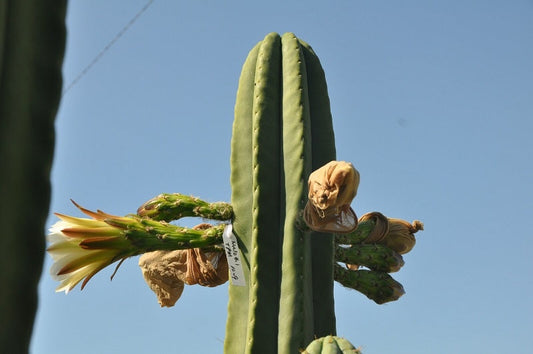 T. Malo 4 x Scopulicola seeds