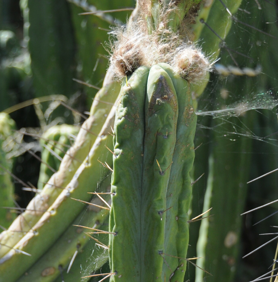 T. bridgesii 'SS02' x bridgesii 'Glenrowan'