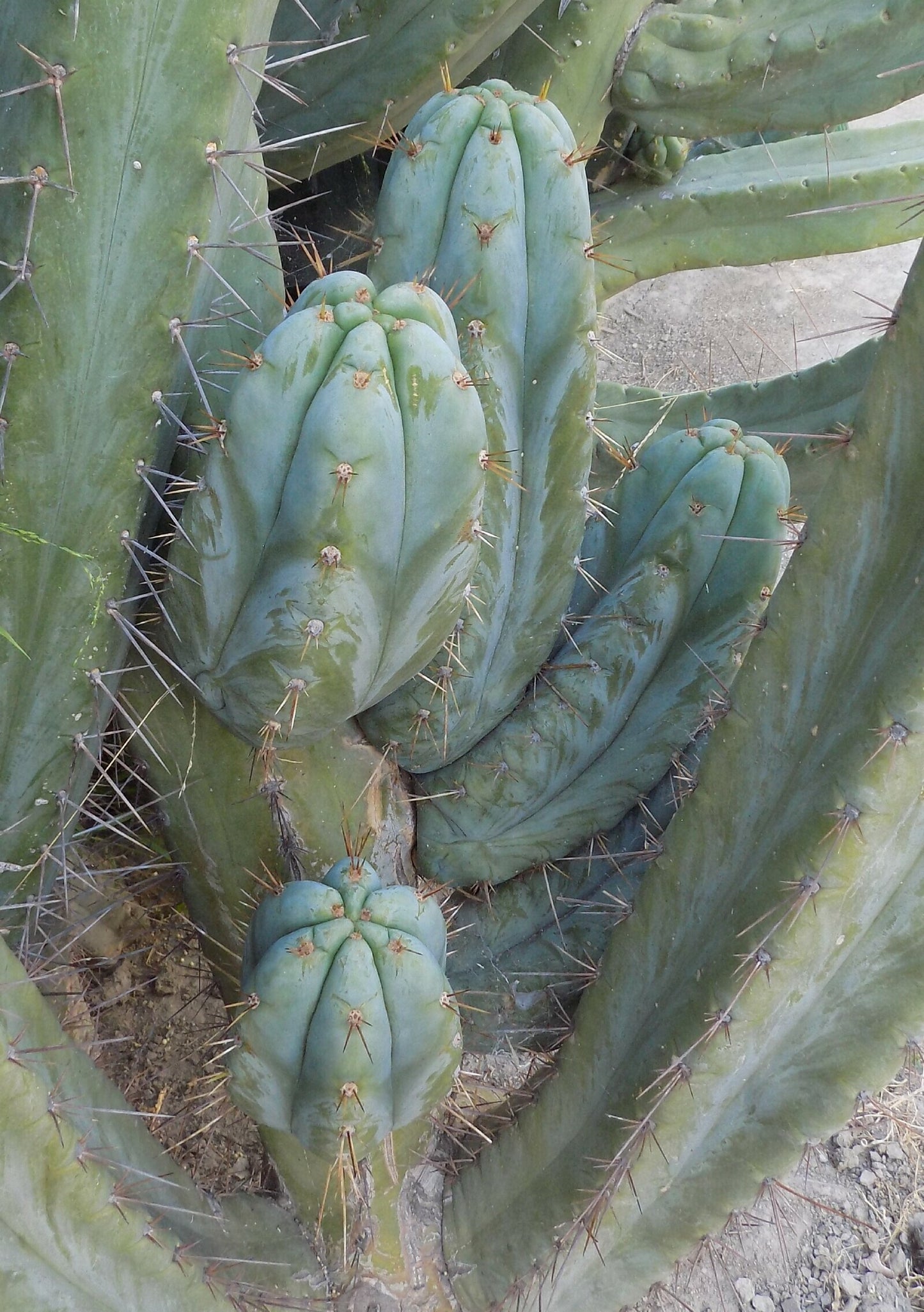 T. huanucoensis x scopulicola 'Dr Greenthumb'