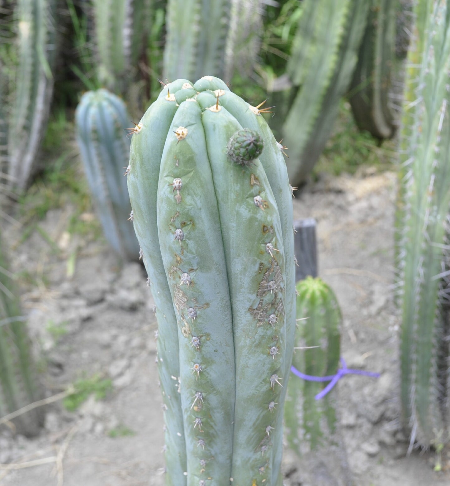 T. Rosei 1 x Clyde seeds