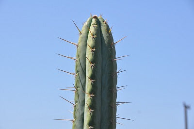 T. Uyupampensis OP seeds 0836