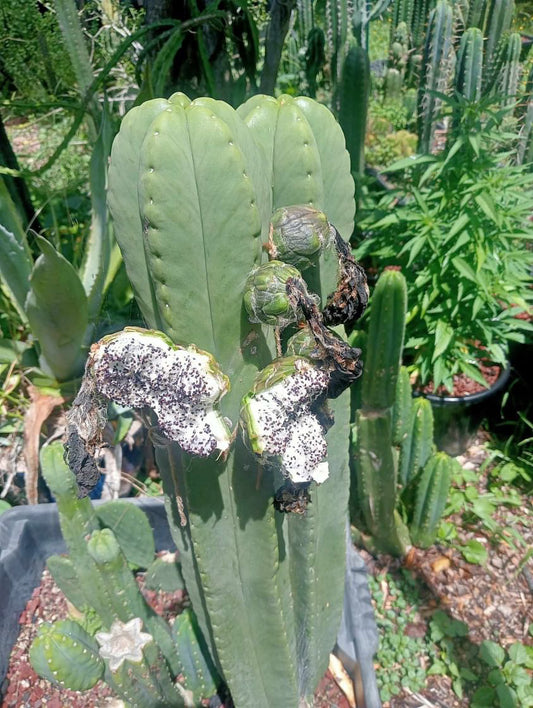 T. scopulicola x pach Coromandel Cacti