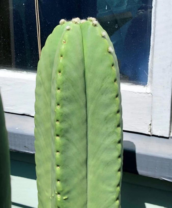 T. scopulicola hybrid seed combo pack