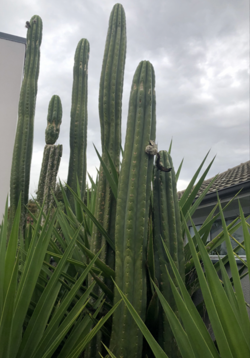 T. pachanoi seed combo pack New Zealand edition