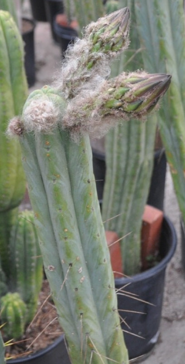 T. bridgesii 'SS02' x bridgesii 'Lee'