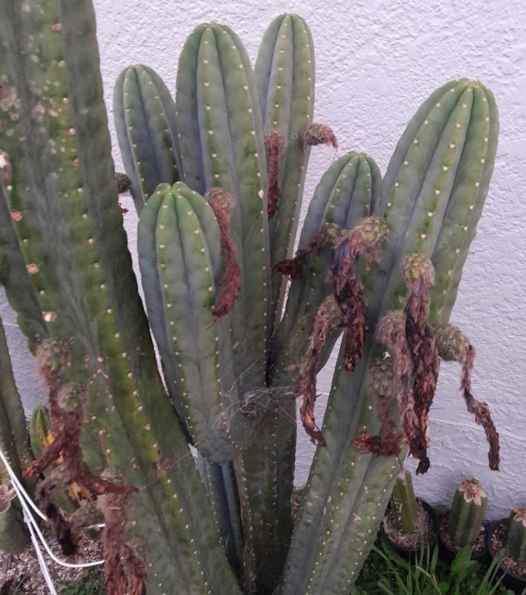 T. pachanoi 'Lincoln' seed combo pack