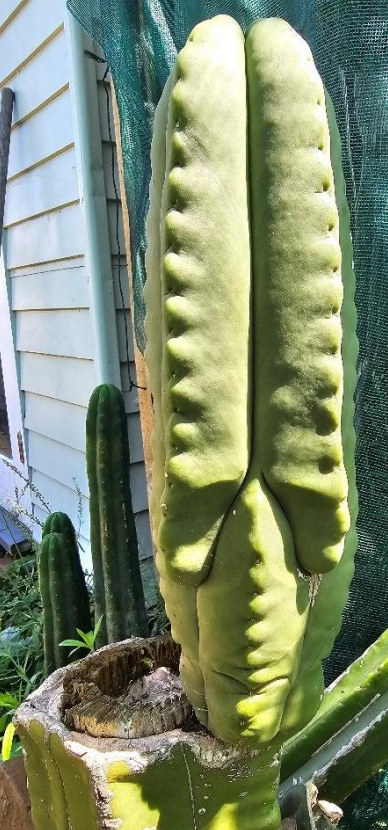 T. scopulicola hybrid seed combo pack